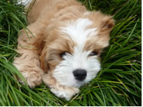 Michelles Dog.jpg